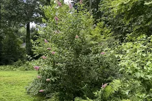 339 Plush Mill Rd, Wallingford, PA 19086 - Photo 31