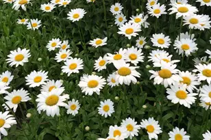 152 Woodbine Rd, Havertown, PA 19083 - Photo 7