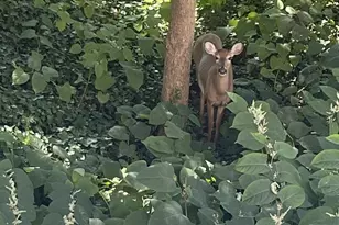 21 Faraday Ct, Morton, PA 19070 - Photo 19