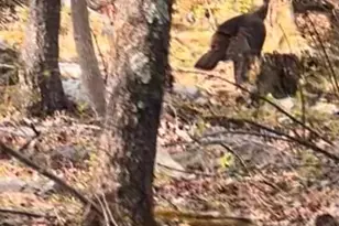 15483 Dogwood Dr, Fort Loudon, PA 17224 - Photo 9