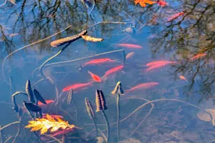 1807 Pine Ridge Rd, James Creek, PA 16657 - Photo 77