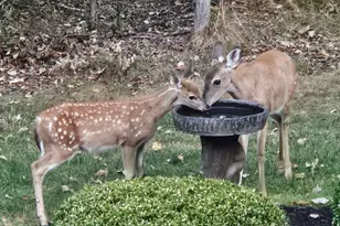 12946 Lakeland Dr, Hesston, PA 16647 - Photo 65