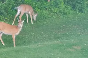 208 Foxcroft Ln, Robesonia, PA 19551 - Photo 69