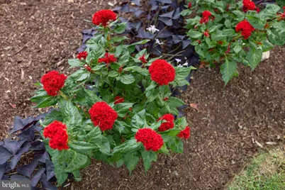 425 Mill Creek Road, Bird in Hand, PA 17505 - Photo 51