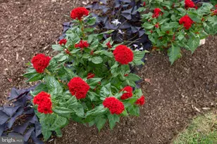 425 Mill Creek Rd, Bird in Hand, PA 17505 - Photo 51