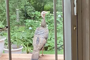 121 Angela Dr, New Holland, PA 17557 - Photo 81