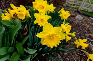 47 Dawkins Dr, East Earl, PA 17519 - Photo 57