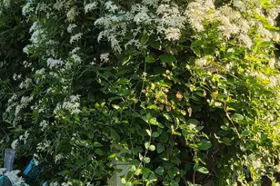 403 E Chestnut St, Cleona, PA 17042 - Photo 45