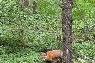 1520 Susan Dr, Lansdale, PA 19446 - Photo 43