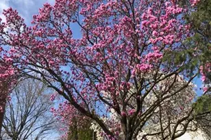 725 Springdell Rd, King of Prussia, PA 19406 - Photo 31