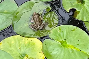 412 Rices Mill Rd, Wyncote, PA 19095 - Photo 43