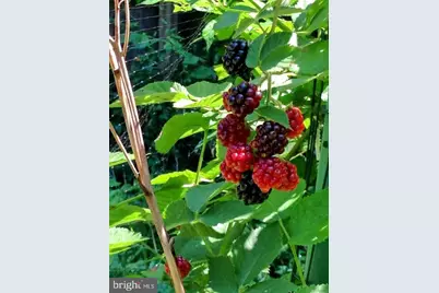 421 Wister Road, Wynnewood, PA 19096 - Photo 51