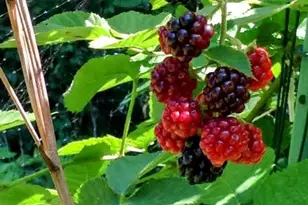 421 Wister Rd, Wynnewood, PA 19096 - Photo 51