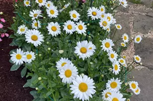 2301 Warner Rd, Lansdale, PA 19446 - Photo 57