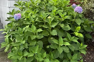 20 N Market St, Mc Veytown, PA 17051 - Photo 41