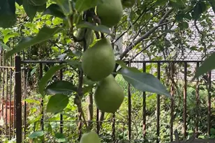 5011 Pentridge St, Philadelphia, PA 19143 - Photo 37