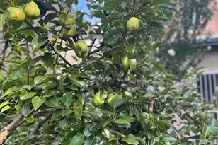 5011 Pentridge St, Philadelphia, PA 19143 - Photo 35