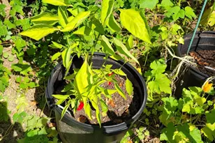 302 Crest Park Rd, Philadelphia, PA 19119 - Photo 21