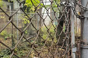 4943 N Warnock St, Philadelphia, PA 19141 - Photo 23