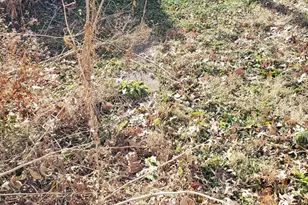 7419 Bingham St, Philadelphia, PA 19111 - Photo 5