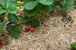 1627-29 W Stiles St, Philadelphia, PA 19121 - Photo 43