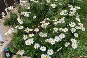 813 Piermont St, Philadelphia, PA 19116 - Photo 35