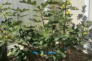 813 Piermont St, Philadelphia, PA 19116 - Photo 33