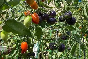 813 Piermont St, Philadelphia, PA 19116 - Photo 39