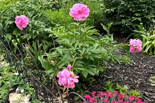 1626 Conlyn St, Philadelphia, PA 19141 - Photo 35