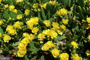 9204 Burbank Rd, Philadelphia, PA 19115 - Photo 35