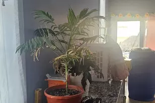 4805 Van Kirk St, Philadelphia, PA 19135 - Photo 29