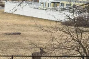 8836 Cottage St, Philadelphia, PA 19136 - Photo 35