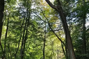 9019 Ayrdale Crescent St, Philadelphia, PA 19128 - Photo 25