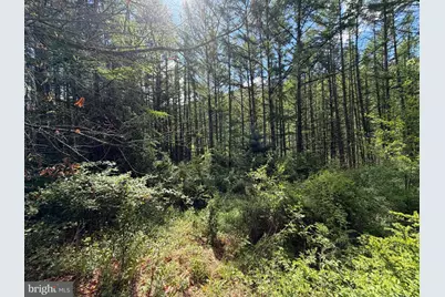 Tract 1: 1226 Cross Fork Creek Rd, Cross Fork, PA 17729 - Photo 75
