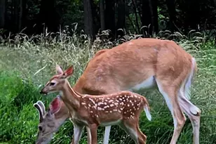 80 Barrick Hill Rd, Shermans Dale, PA 17090 - Photo 33