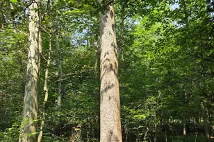 115 Lake Seldom Seen, Landisburg, PA 17040 - Photo 59