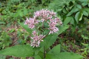 160 Germany Ridge Rd, Elliottsburg, PA 17024 - Photo 69