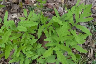 160 Germany Ridge Rd, Elliottsburg, PA 17024 - Photo 79