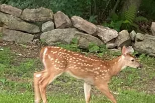 430 Mohave Dr, Auburn, PA 17922 - Photo 35