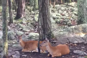 29 Blackhawk Blvd, Hazleton, PA 18202 - Photo 107