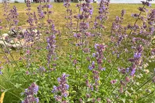 612 Wynonah Dr, Auburn, PA 17922 - Photo 45