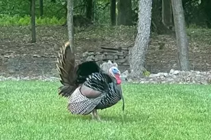 643 Deturksville Rd, Pine Grove, PA 17963 - Photo 59