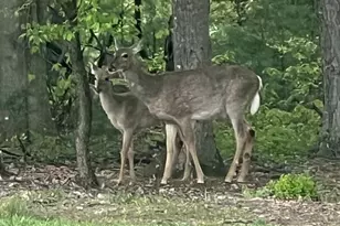 643 Deturksville Rd, Pine Grove, PA 17963 - Photo 57