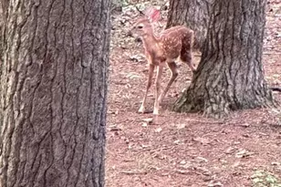 92 Shoreline Dr, Pine Grove, PA 17963 - Photo 81