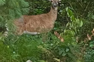 430 Mohave Dr, Auburn, PA 17922 - Photo 37