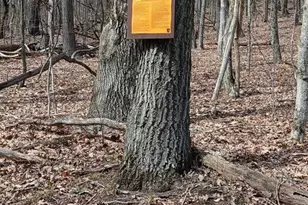 1243 Shaffer Mountain Rd, Cairnbrook, PA 15924 - Photo 19