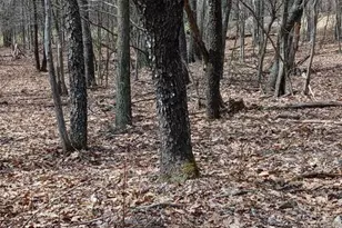 1243 Shaffer Mountain Rd, Cairnbrook, PA 15924 - Photo 57