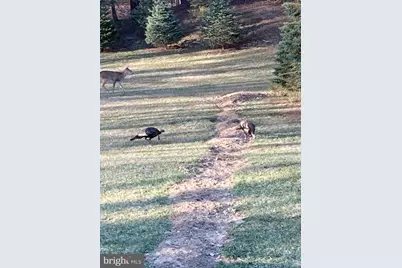 Tract 1: 2.76+/- Acres At 230 Grandview Dr, Hyndman, PA 15545 - Photo 49