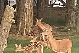 3 Woodstock Dr, Toms River, NJ 08757 - Photo 53