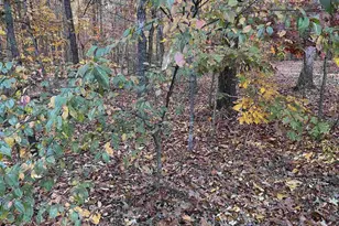 19 Chickasaw Pl, Palmyra, VA 22963 - Photo 5